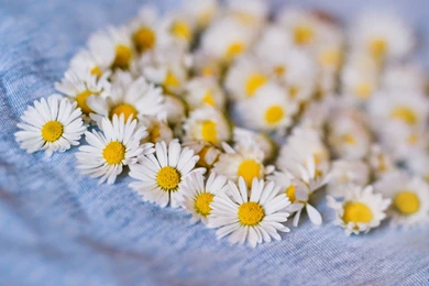 White Gerbera Daisy Flower Photography HD Pictures & Wallpapers ...