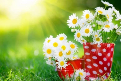 White Daisy Flower, Cup, Grass, Summer, Sunlight Wallpaper,White ...