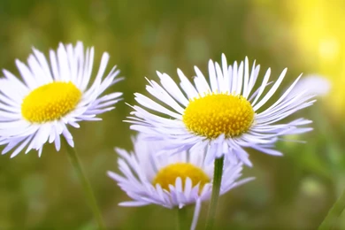 Daisy Flower Wallpapers  2