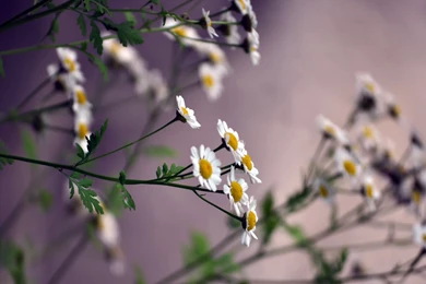 Daisies Flowers Wallpapers HD Of Beautiful White Flowers