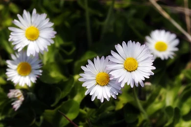 Desktop Backgrounds Of Daisies In A Grassy Meadow