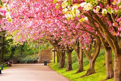 Spring Wallpapers   Android Apps On Google Play