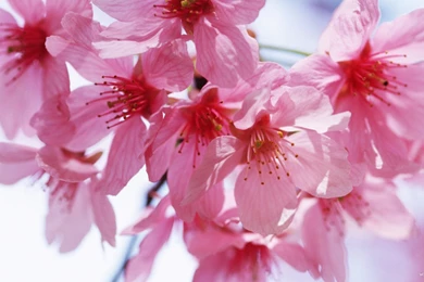 Free Spring Wallpapers And Screensaver 54957 Desktop Wallpapers ...