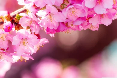 28+ Spring Wallpapers, Backgrounds, Images