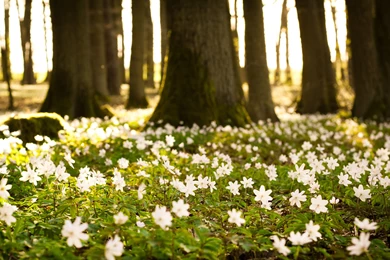 High Resolution Beautiful Nature Spring Wallpapers HD 7 Full Size ...