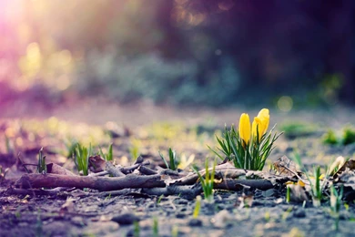 Spring Wallpapers HD Download Backgrounds Desktop • IPhones Wallpapers