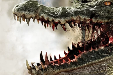 22 Alligator HD Wallpapers