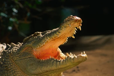 Alligator Wallpapers