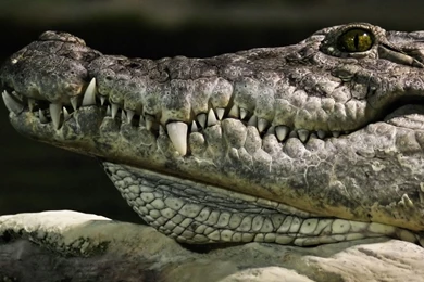 Alligator Wallpapers