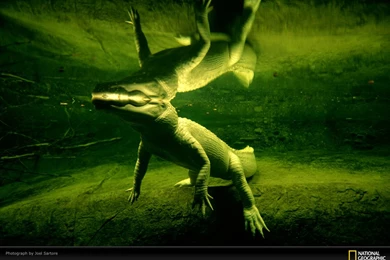 Alligator Wallpapers