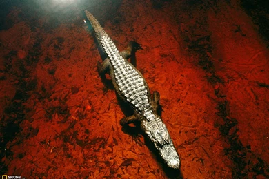 Alligator Picture    Animal Wallpapers    National Geographic Photo ...