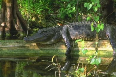 Alligator Wallpapers   Wallpapers Cave