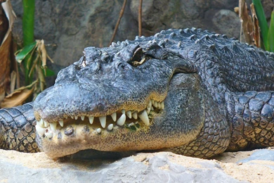 High Res Alligator Wallpapers