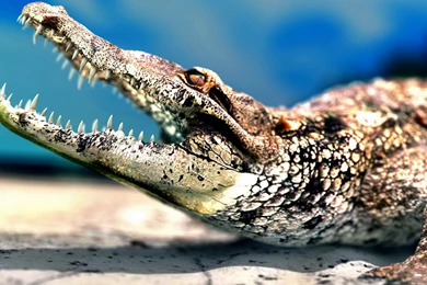 Alligator Close up Wallpapers