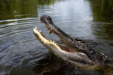 Crocodile HD Wallpapers   Download Free Full HD Animals Wallapapers ...