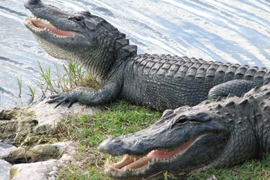 18+ Best HD Alligator Wallpapers