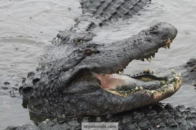 Free Alligators And Crocs Wallpaper Images