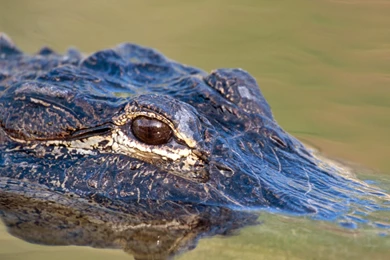 Top Alligator Hd Wallpapers Wallpapers