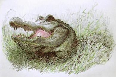 Alligator Drawing, Alligator Drawing Wallpaper, Alligator Drawing ...