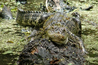 iPad Wallpapers Alligator