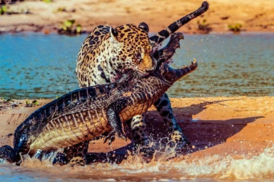 Cat Vs Gator With Blood : Wallpapers