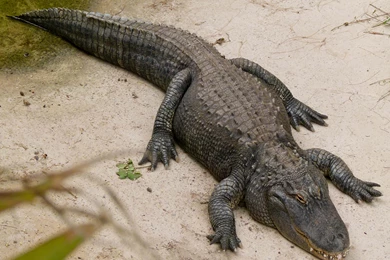 Animal Alligator In Park Hd Wallpapers   Free Hd Wallpapers