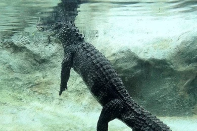 Chinese Alligator iPhone 5 Wallpapers (640x1136)