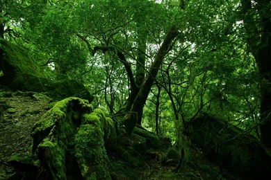 Rainforest Desktop Wallpapers HD Wallpaper Backgrounds Of Your ...