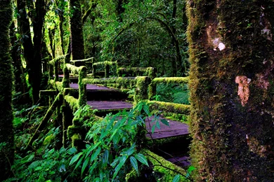 Rainforest Images   Wallpapers