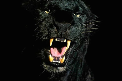 93 Black Panther HD Wallpapers