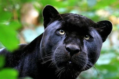 Black Puma   (