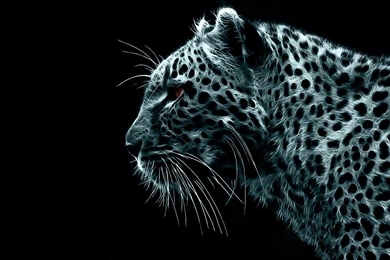 Black Puma Hd Wallpapers Grandt's Auto Repair