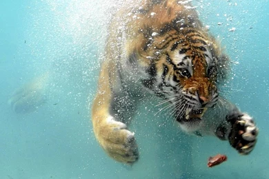 Cityscapes,jungle Cityscapes Jungle Animals Tigers Biomechanical ...