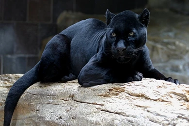 Wallpapers Black Puma Right Click On And Select The Option Set As ...