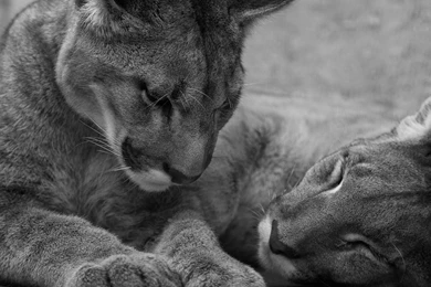 Animals Puma Sleeping Monochrome Wallpapers