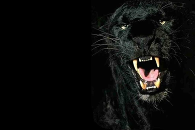 Big Cat Species Facing Extinction