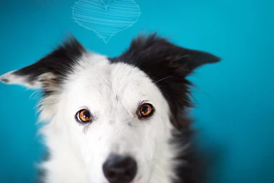 Black Puma Uhd Wallpapers   Ultra High Definition Wallpapers   4k ...