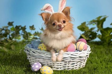 32 BEAUTIFUL EASTER WALLPAPER FREE TO DOWNLOAD.....   Godfather Style