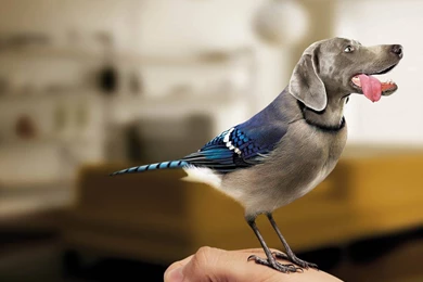 Best Funny Wallpapers Free Download