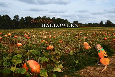 Halloween Wallpapers, Halloween Desktop Backgrounds On Kate.net ...