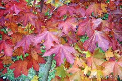 Halloween Wallpapers