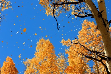 Widescreen Fall Desktop Backgrounds