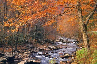 Desktop Wallpapers Fall