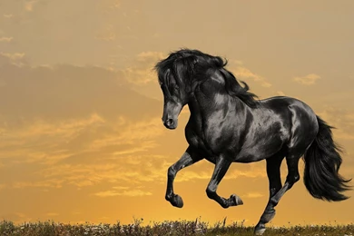 Top HD Black Stallion Wallpapers