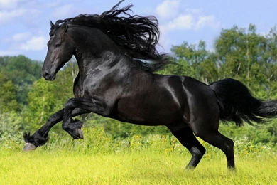 1920x1080 Wild Stallion Wallpapers
