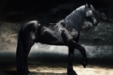 Wallpapers Stalion Stallion The Free Fresian 1024x768