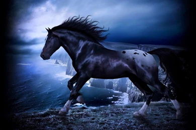 WILD STALLION WALLPAPER   (