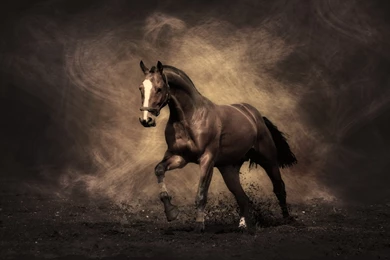 1920x1200 Stallion, Mustang, Horse Wallpapers And Pictures 30171