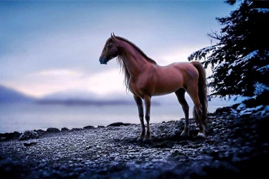 LONE STALLION WALLPAPER   (