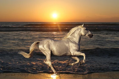 Download Wallpapers 3840x2160 Nature, Stallion, Horse, Animals ...